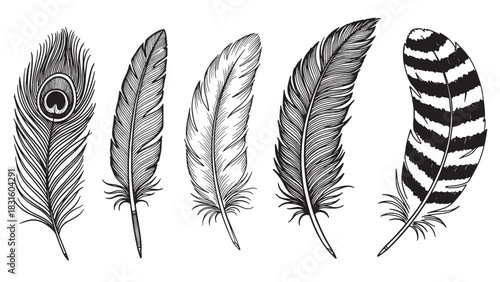 Set of five hand-drawn bird feathers in a detailed black and white sketch style, featuring a peacock plume and a striped quill in an elegant, vintage engraving illustration