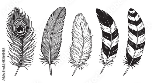 Collection of five hand-drawn bird feathers in a detailed black and white sketch style, featuring a peacock feather and various striped patterns for a decorative, boho design element