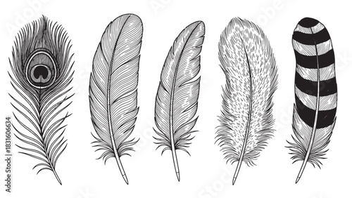 Set of five hand-drawn bird feathers in a detailed vintage engraving style, showcasing various types including a peacock, striped, and fluffy quill illustrations for a classic look