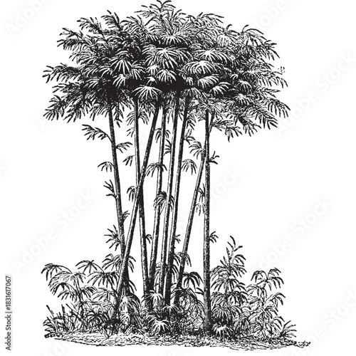 Illustration of Bamboo Trees⁠ 