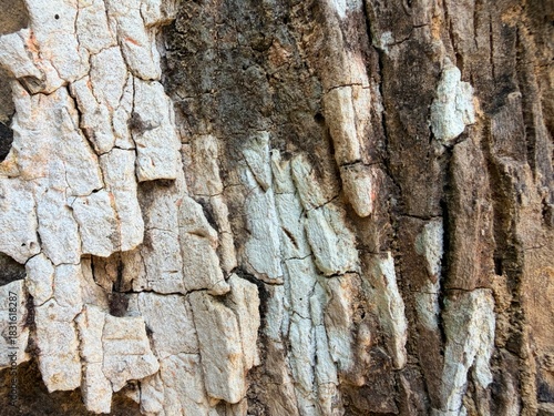 Textured bark surface with natural patterns.