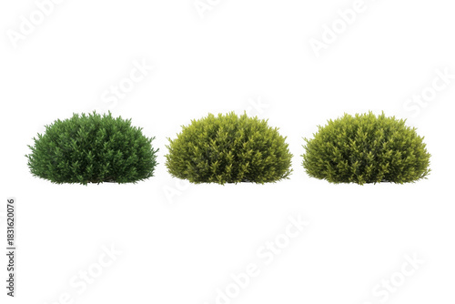 Three round green and yellow-green evergreen bushes on white isolated on transparent background