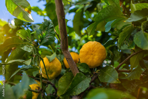 Close-up view of a lemon hanging from a tree on Crete Island. The bright yellow lemon, with its slightly rough texture, stands out amidst the lush green leaves that surround it.
