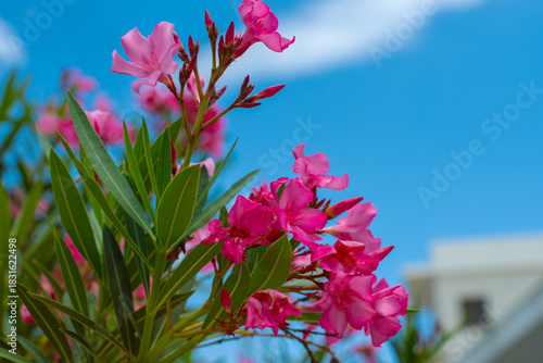Close-up view of a vibrant flowering Oleander against a clear blue sky. The flowers are surrounded by glossy green leaves, creating a striking contrast against the bright background. Crete island.