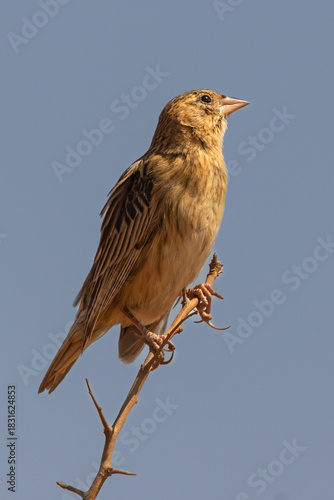 Female Long-tailed Widowbird (Langstertflap) in Rietvlei Nature Reserve 