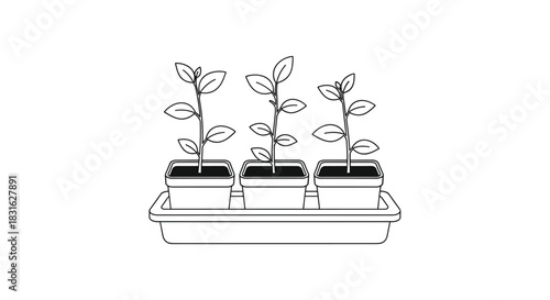Simple black and white line drawing of three young plant seedlings growing in small pots on a tray for gardening.