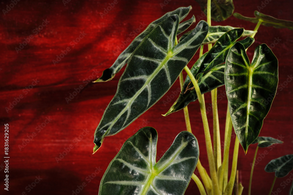 Obraz premium close-up of Alocasia leaves