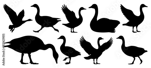 Goose Silhouette Vector in Various Poses Design, Transparent Background