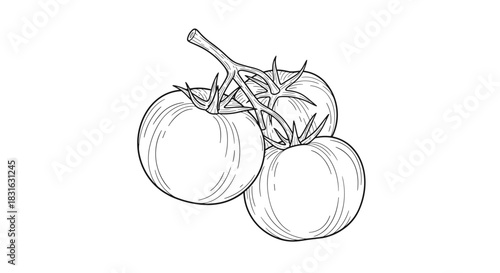 Hand-drawn black and white sketch of three fresh tomatoes on the vine in a detailed vintage line art style for healthy eating.