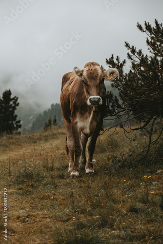 Alpine Cow on the Olpererhütte Hiking Trail, Austria