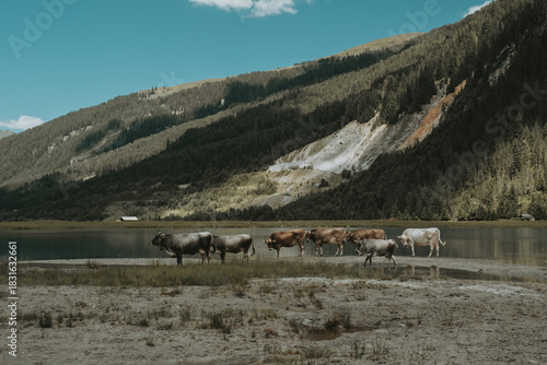 Grazing Cow by the Turquoise Waters of Finkau Lake, Austria