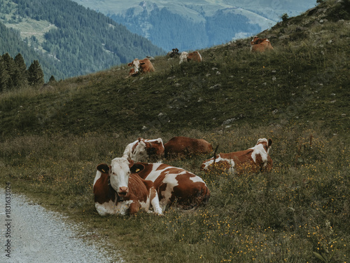 Grazing Alpine Cow on Zittauer Hütte Trail