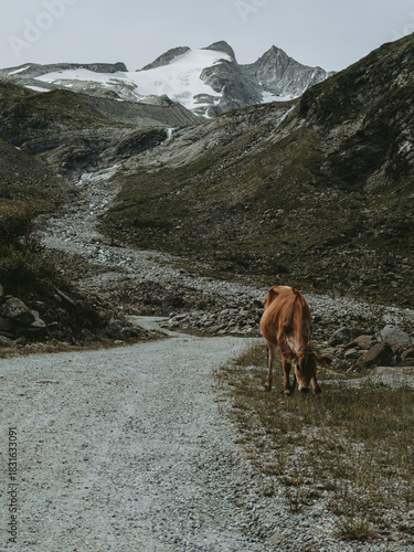 Alpine Cow on Mountain Trail Leading to Zittauer Hütte