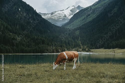 Alpine Cow in Front of Finkau Lake with Reichenspitze Peak, Austria