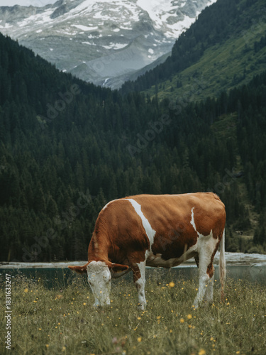 Mountain Cow at Finkau with Reichenspitze in the Distance, Austria