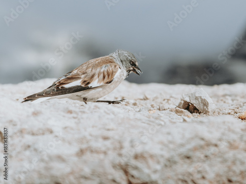 White-Winged Snowfinch on Piz Boè Hiking Trail, Dolomites