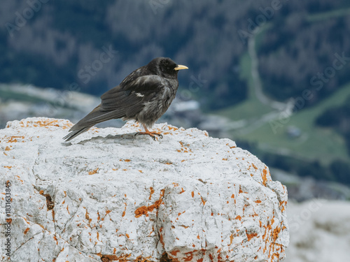 Alpine Chough Perched on Piz Boè Peak, Dolomites