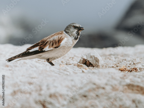 Alpine Snowfinch Perched Along the Trail to Piz Boè