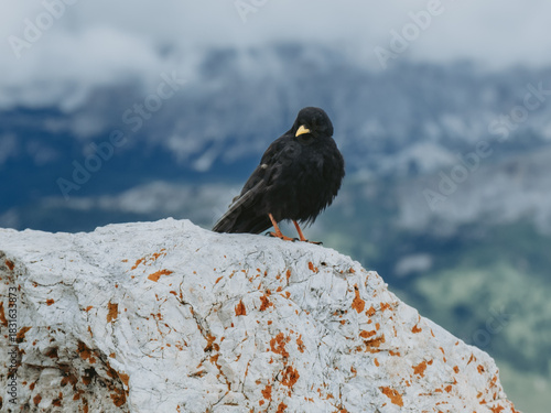 Mountain Chough on Summit of Piz Boè in Italy