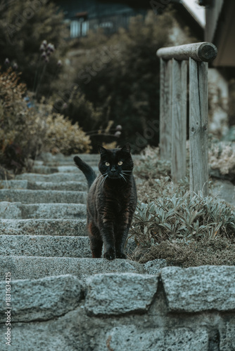Mountain Cat in Tione di Trento Village, Alps