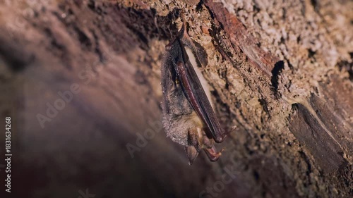 Close up strange animal Greater mouse-eared bat (Myotis myotis) hanging upside down on top of cold brick arched cellar waking up by shaking for warm up just after hibernation. Creative wildlife take