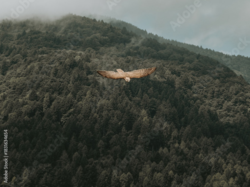 Falcon in Mid-Air Across Dolomite Valleys, Italy