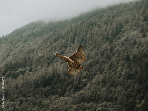 Bird of Prey Soaring Through Trento’s Alpine Sky