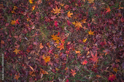 秋色に染まる落ち葉の遊歩道（東京・日本） –  Autumn Path Covered with Fallen Leaves in Tokyo, Japan