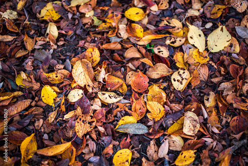 秋色に染まる落ち葉の遊歩道（東京・日本） –  Autumn Path Covered with Fallen Leaves in Tokyo, Japan