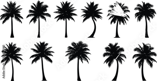 Collection of Black Silhouette Palm Trees on White Background tropical nature
