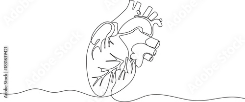 Anatomical heart with heartbeat line art illustration on white background,one line art drawing human heart vector illustration,Continuous Line Art of Human Heart with Electrocardiogram Pulse