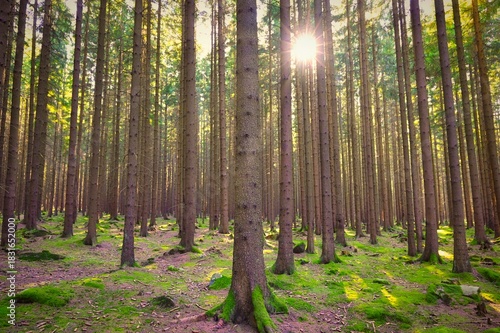 Beautiful landscape with forest and sun. Green nature, concept for environment.