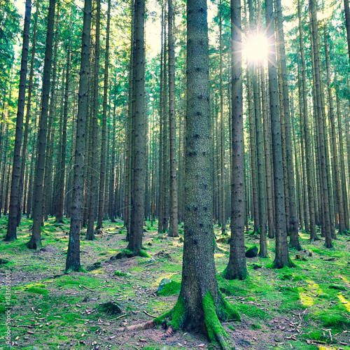 Beautiful landscape with forest and sun. Green nature, concept for environment.