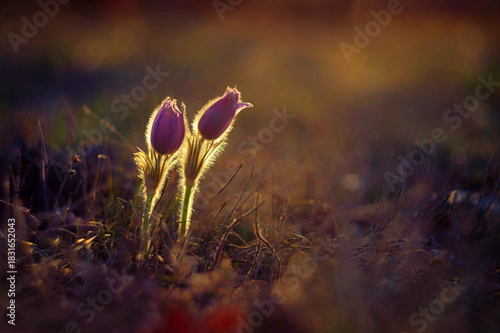 Springtime and spring flower. Beautiful purple little furry pasque-flower. (Pulsatilla grandis) Blooming on spring meadow at the sunset. Nature colorful background.