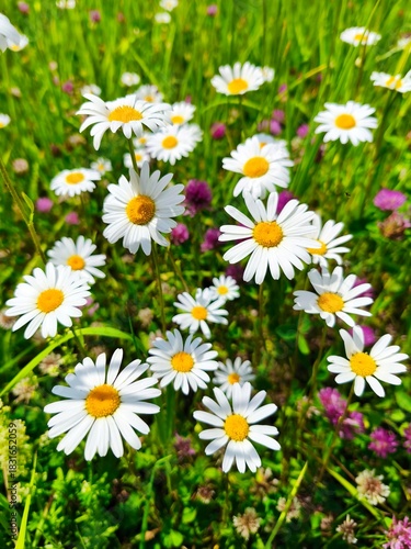 A vibrant and colorful field of wildflowers, featuring an abundance of white daisies with bright yellow centers, interspersed with delicate purple blooms. 