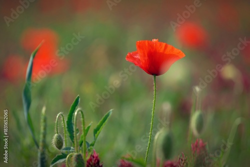 Summer nature - concept. Beautiful landscape with red poppy flowers and sunny day with blue sky.