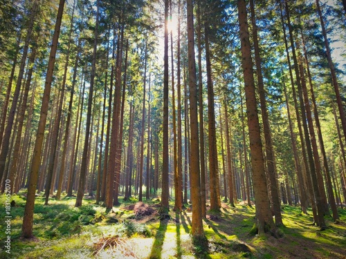 Beautiful landscape with forest and sun. Green nature, concept for environment.