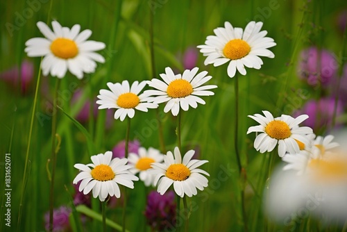A vibrant and colorful field of wildflowers, featuring an abundance of white daisies with bright yellow centers, interspersed with delicate purple blooms. 