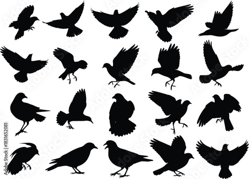 Collection of silhouetted birds in various flying and perching poses against a white background