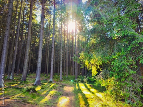 Beautiful landscape with forest and sun. Green nature, concept for environment.