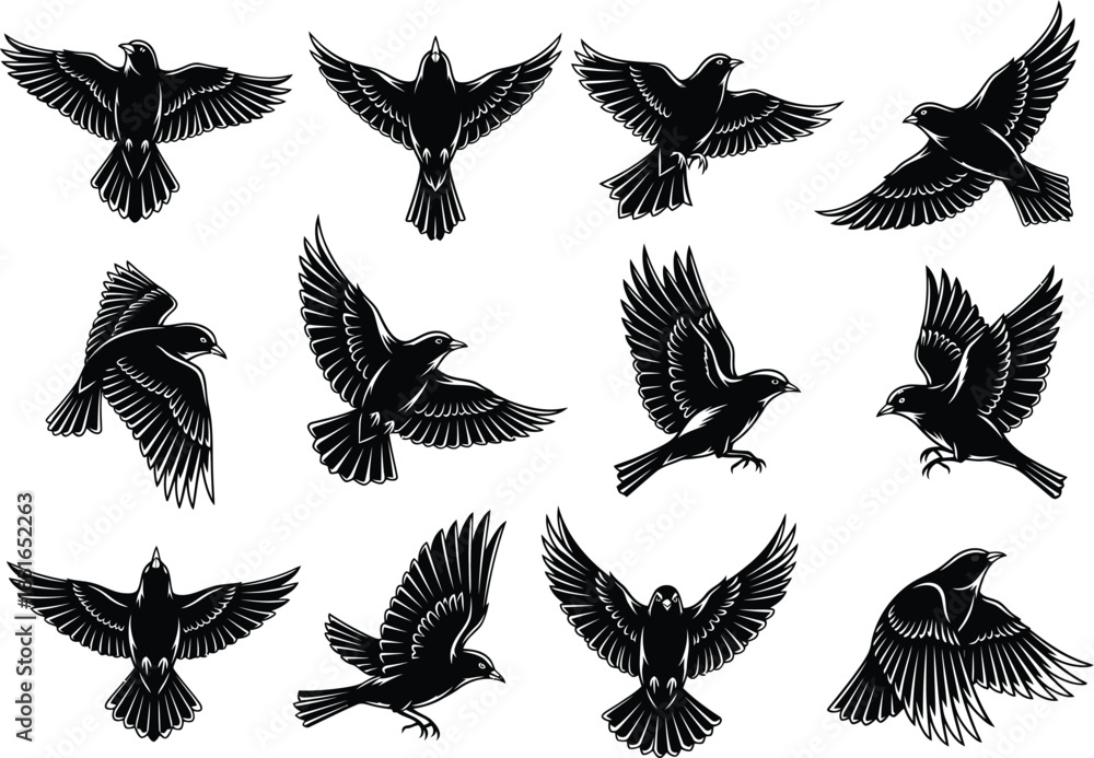 Obraz premium Collection of stylized black silhouette bird silhouettes in various flying poses isolated on white background