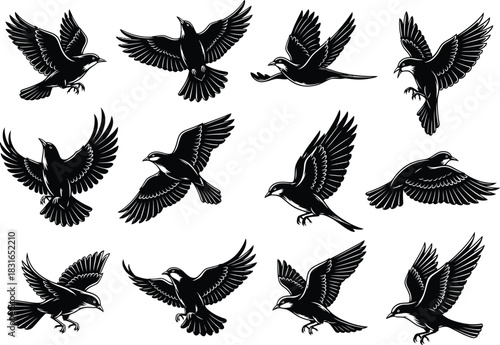 Collection of detailed black ink silhouette illustrations of various bird flight poses and wing positions
