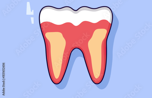 Flat minimalist vector illustration of tooth anatomy showing healthy tooth root and gums with dental cross section medical concept
