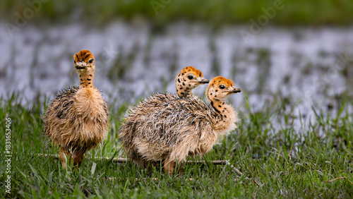 Very young South African Ostrich chicks (Struthio camelus australis) in Rietvlei Nature reserve, Pretoria, Gauteng, South Africa
