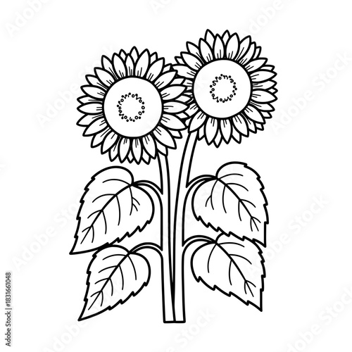 Two Sunflowers in Black and White Outline.