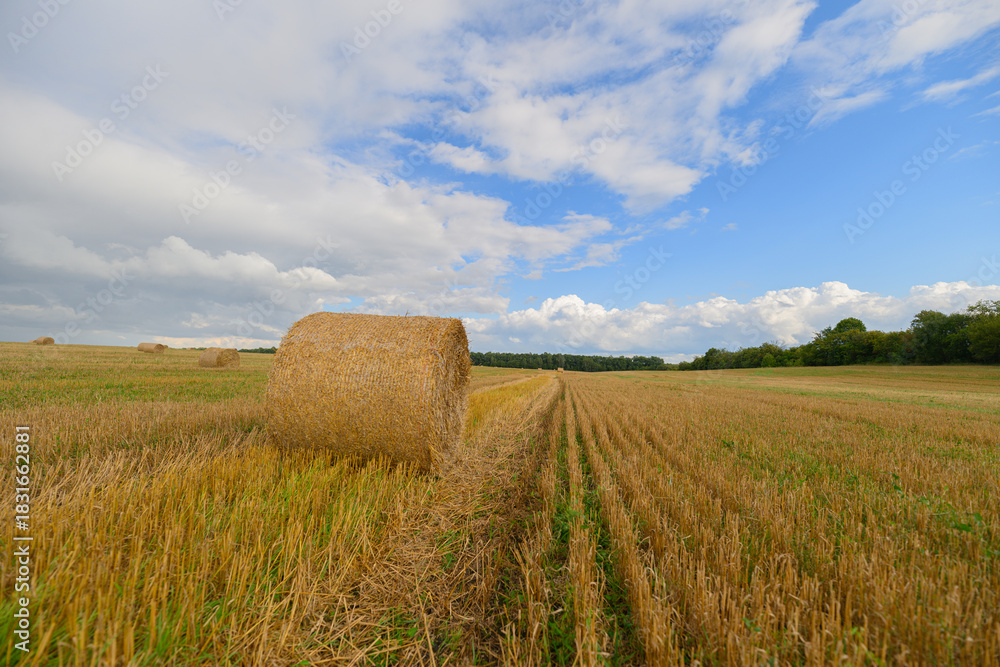 Fototapeta premium A Beautiful Golden Wheat Field Stretching Under a Bright and Clear Blue Sky Above