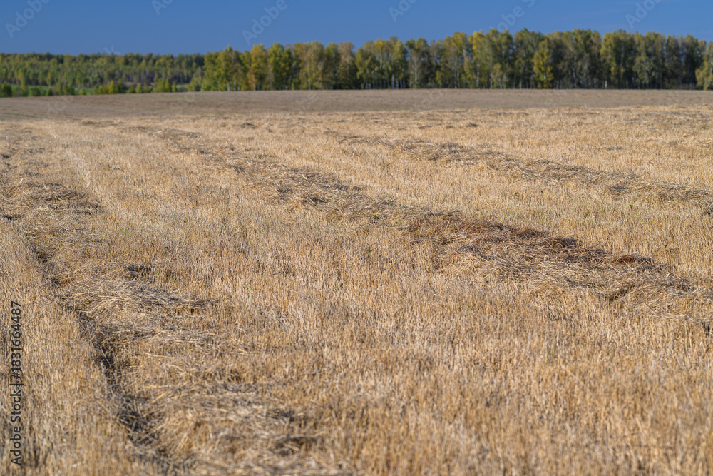 Obraz premium Expansive and Vast Golden Fields Stretching Out Under a Dramatic and Captivating Sky