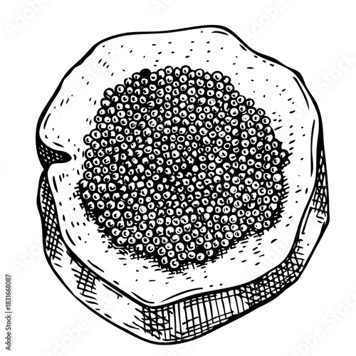 Hand drawn black caviar canape sketch⁠
