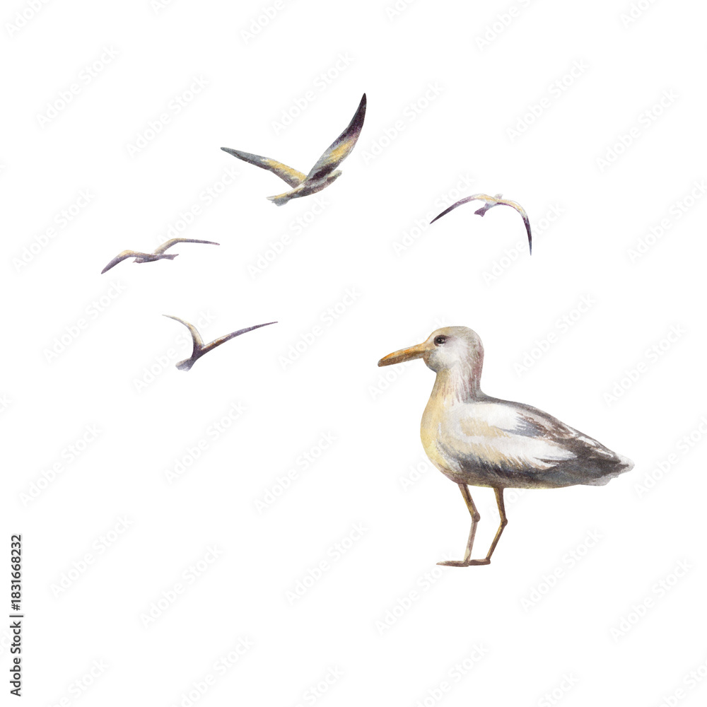 Fototapeta premium Seagulls set in flight,featuring a large detailed side view bird alongside silhouetted companions.Hand drawn watercolor clipart in soft sunset washes,coastal scene for nautical branding,travel blogs