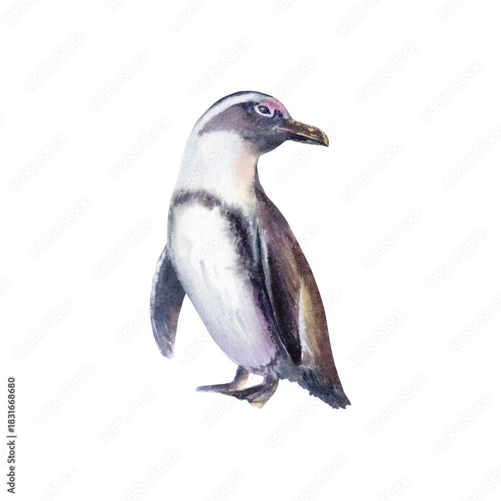 Fototapeta premium Female African spectacled penguin at sunset as a symbol of the preservation of endangered bird species that has fallen victim to environmental,anthropogenic factors.Hand drawn watercolor illustration